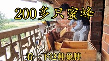 200多只蜜蜂，明年春天也能割蜜