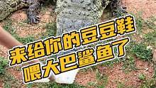 来给你的豆豆鞋喂大巴鲨鱼了！#鳄珍 