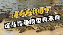 来看看我家这些鳄鱼模型看起来像不像真的#鳄珍 