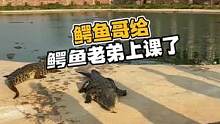 上课了，上课了，鳄鱼哥给鳄鱼老弟上课了#鳄珍  