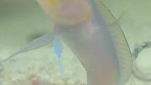 可爱的黄头后颌鱼，会互相吐沙，还会口孵小鱼哦#最团圆夜是中秋 