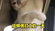 被师傅嫌弃的一天～
#记录猫咪日常 #方师傅