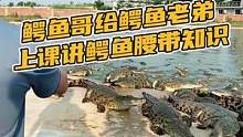 鳄鱼哥给鳄鱼老弟上课讲鳄鱼腰带知识#鳄珍