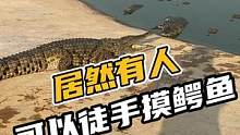 居然有人可以徒手摸鳄鱼，你要来试试吗#鳄珍 
