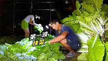 为保证新鲜凌晨三点摘菜，小快菜首批采收，又脆又嫩很容易断了！