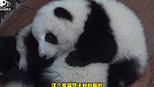 熊猫叠叠乐，这谁遭得住？