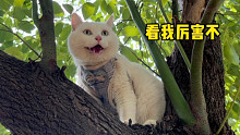 艾特你家不会爬树的猫来看，让碰瓷教它