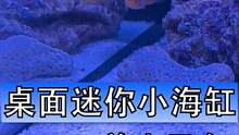 买鱼一时爽，一直买鱼一直爽，HAQOS的桌面迷你海缸也算是麻雀虽小五脏俱全了，如果我连小丑鱼都没养好