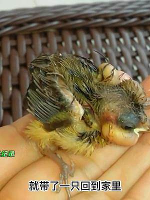 巢穴里的幼鸟出现了异样，我们对它们进行了救治#鸟类救助 #爱鸟护鸟#动物鸟世界 