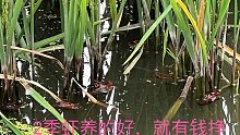 正宗的养二季小龙虾，原来纯精养不能收割稻子，可惜了