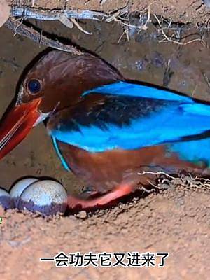 洞穴里的鸟巢，一只羽色艳丽的鸟在忙碌着，你能认出它是什么鸟吗？#发现鸟窝 #动物鸟世界 #野生鸟类育