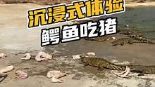 沉浸式体验看鳄鱼吃猪#鳄珍 