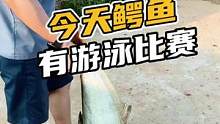 今天鳄鱼有游泳比赛#鳄珍 