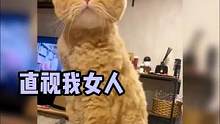 这就是猛男猫猫吗？#搞笑 #动物的迷惑行为 #娱乐评论大赏 