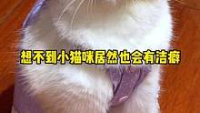 真的没想到，原来小猫咪也会有洁癖#roti猫砂#猫砂推荐#除臭猫砂#豆腐混合猫砂#猫咪日常