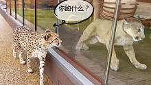 当家里同时养了猎豹和美洲狮，而它们想玩同一个玩具时