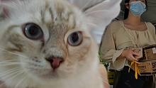 布偶猫咪得猫瘟，女大学生用几个月生活费救助了它