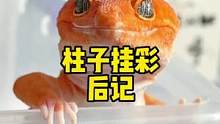 柱子挂彩后记#豹纹守宫 #爬宠 #萌宠 #守宫 #奇异动物