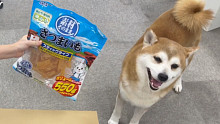 【柴犬虾饺】地瓜干吼吼吃