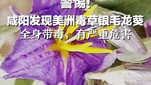 警惕！咸阳发现美洲毒草银毛龙葵：全身带毒，有严重危害