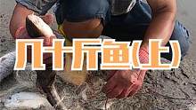 来叔抽大水坑捡到张烂网，拉上来一看有几十斤鱼货，还有一条鲨王（上）