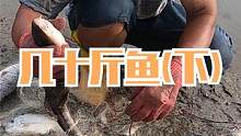 来叔抽大水坑捡到张烂网，拉上来一看有几十斤鱼货，还有一条鲨王（下）