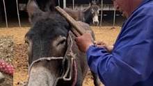 犟驴修脚换鞋双刑伺候！踢翻板凳吓坏师傅，强行切下瘤子肉垫舒服#毛驴修蹄 #手艺人 #新农人计划202
