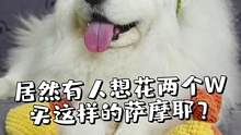 居然有人想花两个W买这样的萨摩耶？六百的快乐你们根本想象不到#狗狗  #萌宠  #萨摩耶米泡泡 #菜