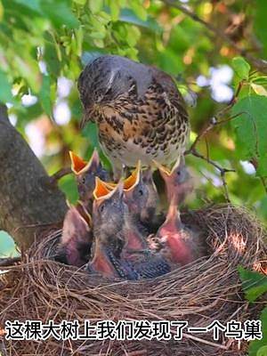 这棵树上的鸟巢里竟然又这么多幼鸟，它们都能活下来吗？#发现鸟窝 #动物鸟世界 #鸟世界探秘 

