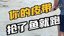 你的皮带居然抢了鱼就跑#鳄鱼养殖场 #鳄珍 