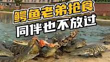 鳄鱼老弟抢食，同伴也不放过。#鳄珍 