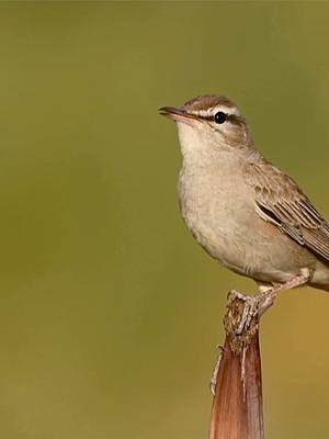 闻声识鸟，这四种鸟类的叫声，你听过吗？ #野生鸟类摄影 #保护鸟类 #纪录片 #野生动物 #探纪自然