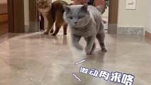 养猫的人想睡个囫囵觉吗？睡前遛猫来了～#家有傻猫 #铲屎官的乐趣