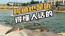 鳄鱼也是听得懂人话的#鳄珍 