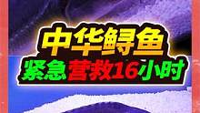 中秋买菜发现中华鲟，濒临死亡带回鱼店，紧急营救16小时成功救活 #中华鲟  #水族 #宠物 