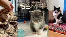 你知道吗？猫猫的性格...会受毛色的影响哦！（胡言乱语）