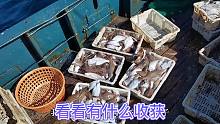 老海带领大家看看，渔船上网后都有什么收获，鱼虾海蜇应有尽有。