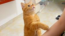 我家猫咪能有多粘人？越不理它越要命！简直了！！