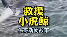 小虎鲸搁浅受伤，近一周的紧急治疗能成功吗？#万物皆有灵性 #萌宠 #爱它行动季