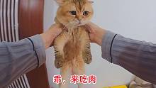 给十几只猫喂肉哪那么容易，不仅劝它吃，腿脚不好的还得抱它来吃