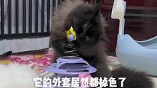 溜溜煤：夺笋呐 你好黑的心！#小奶猫的成长日记 #家有傻猫 #拿破仑矮脚猫 #猫咪的迷惑行为 #喵星