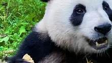 祝大家双节快乐#神奇动物在抖音 #爱护大自然保护野生动物 #熊猫光年