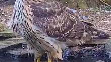 苍鹰在水洼边沐浴，突然感觉后边有动静，谁啊在我后边？#苍鹰捕猎#动物趣闻#动物世界 