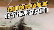我们家鳄鱼老弟吃个饭不容易啊，#鳄珍 