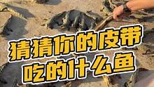 猜猜你的皮带吃的什么鱼#鳄珍 