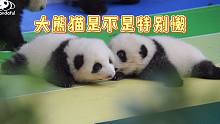 熊老师开课啦｜大熊猫是不是特别懒