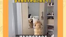 真搞不懂狗子的脑子在想什么#皮这一下有几分 #萌宠 #可爱 #狗子照镜子 