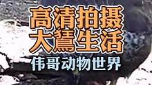 高清记录大鵟的捕猎和叫声！#动物世界 #神奇动物在抖音 #老鹰