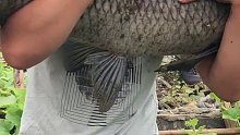 猜猜几斤？刚刚钓上来的