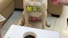 这狗子真讲究，吃饺子必须得蘸醋